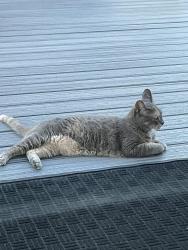 Found/Stray Unknown Cat last seen Low country Blvd, Leland, NC 28451