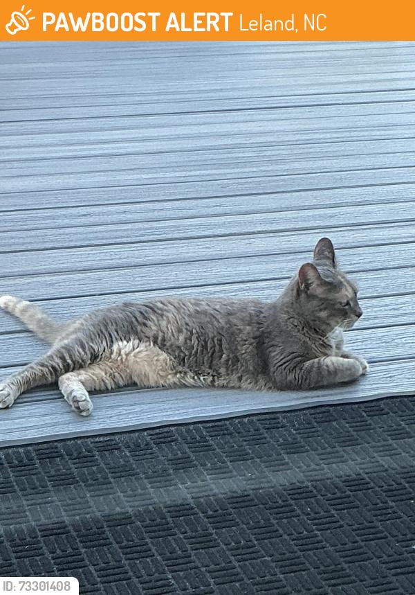 Found/Stray Unknown Cat last seen Low country Blvd, Leland, NC 28451