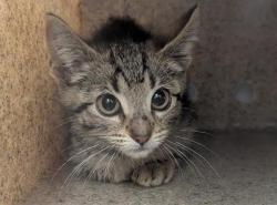 Shelter Stray Female Cat last seen Near BLOCK 156TH AVE SE, KENT WA 98042, 21615 64th Ave S, Kent, WA 98032, USA
