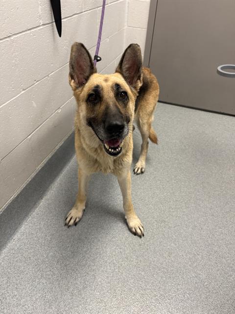 Shelter Stray Female Dog last seen Near, 2600 S Harding St, Indianapolis, IN 46221, USA