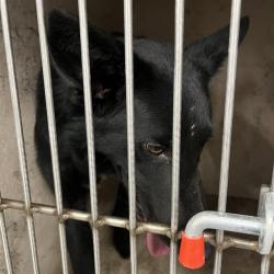Shelter Stray Male Dog last seen Near, 2600 S Harding St, Indianapolis, IN 46221, USA