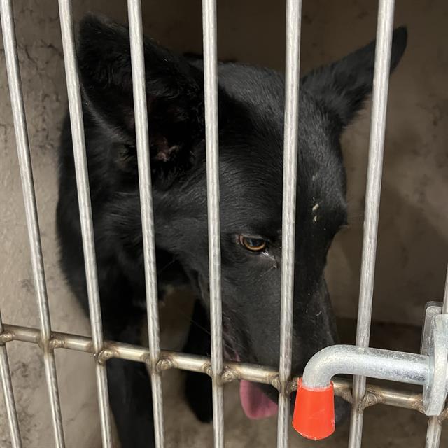 Shelter Stray Male Dog last seen Near, 2600 S Harding St, Indianapolis, IN 46221, USA