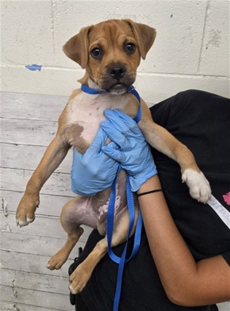 Shelter Stray Male Dog last seen Near BLOCK N E ST, 333 Chandler Pl, San Bernardino, CA 92408, USA