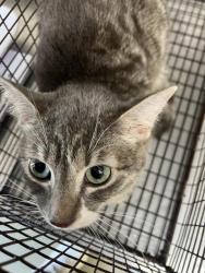 Shelter Stray Female Cat last seen Near BLOCK N E ST, 333 Chandler Pl, San Bernardino, CA 92408, USA