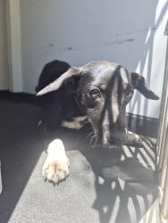 Shelter Stray Female Dog last seen Near BLK IRENE ST, BAKERSFIELD CA, 201 S Mt Vernon Ave, Bakersfield, CA 93307, USA