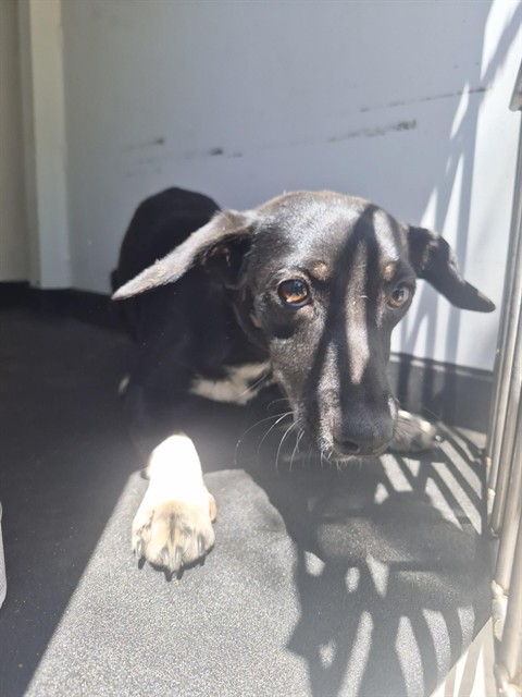 Shelter Stray Female Dog last seen Near BLK IRENE ST, BAKERSFIELD CA, 201 S Mt Vernon Ave, Bakersfield, CA 93307, USA