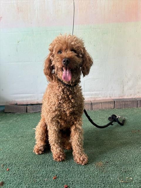 Shelter Stray Male Dog last seen , 4275 Elton St, Baldwin Park, CA 91706, USA