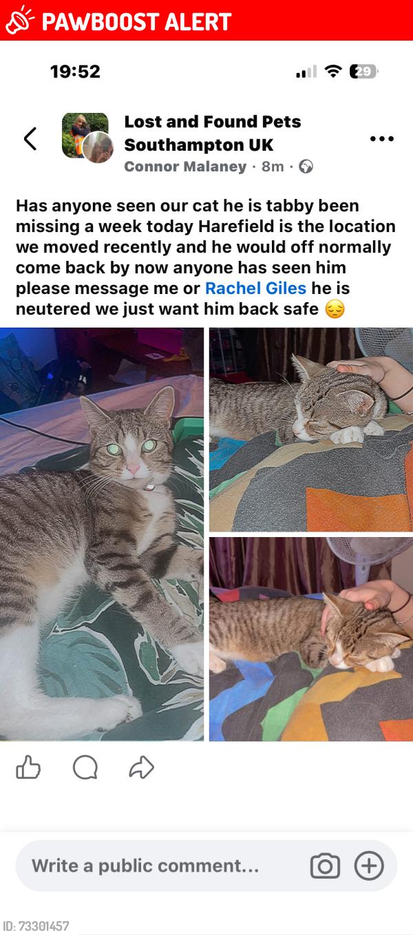 Lost Male Cat last seen Harefield, Southampton, England SO18 5GX