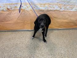 Shelter Stray Female Dog last seen Near BLOCK NW FLAGLER TER, 3599 NW 79th Ave, Doral, FL 33122, USA
