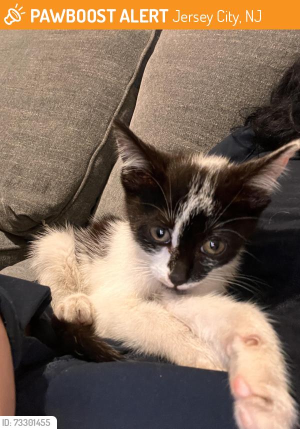 Found/Stray Female Cat last seen W side, Jersey City, NJ 07305