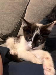 Found/Stray Female Cat last seen W side, Jersey City, NJ 07305