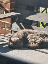 Reunited Unknown Cat last seen W Philadelphia and N Clinton, York, PA 17404