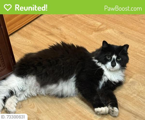 Reunited Female Cat last seen Bryon Ave & Lorentz St, Elmont, NY 11003