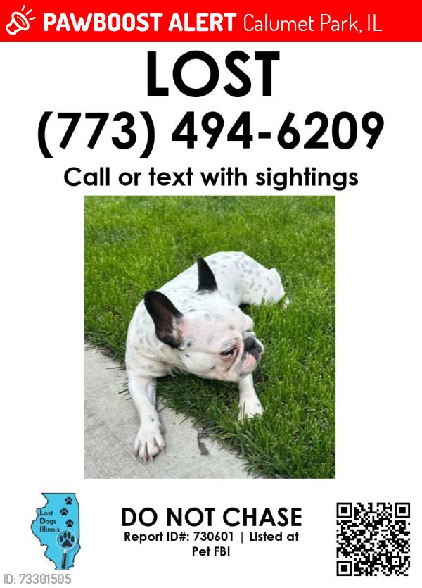 Lost Female Dog last seen 127th and s Justine st, Calumet Park, IL 60827