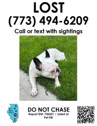 Lost Female Dog last seen 127th and s Justine st, Calumet Park, IL 60827
