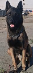 Lost Male Dog last seen Harbor st Pittsburg ca, Pittsburg, CA 94565