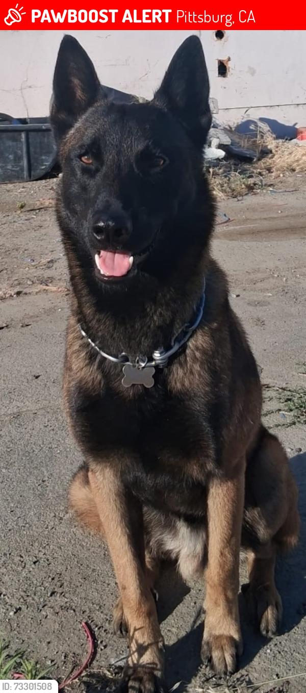 Lost Male Dog last seen Harbor st Pittsburg ca, Pittsburg, CA 94565