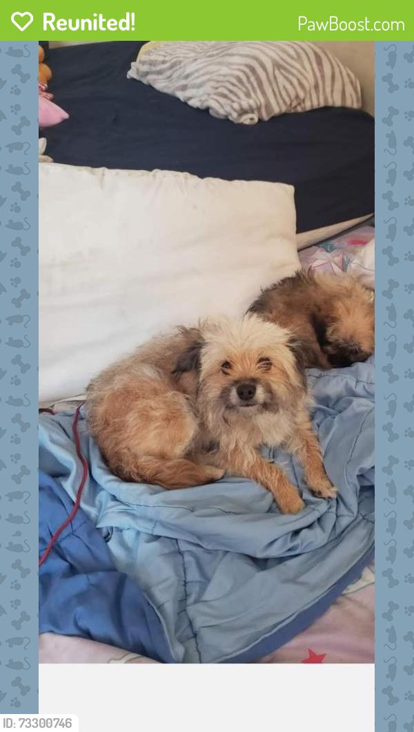 Reunited Female Dog last seen Near Harding Ave, South Gate, CA 90280, USA, South Gate, CA 90280