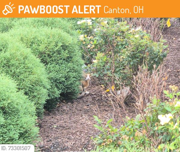Found/Stray Female Cat last seen Corner of Champions Gateway and Fulton by the Pro Football Hall of Fame sign, Canton, OH 44708