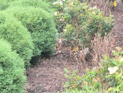 Found/Stray Female Cat last seen Corner of Champions Gateway and Fulton by the Pro Football Hall of Fame sign, Canton, OH 44708