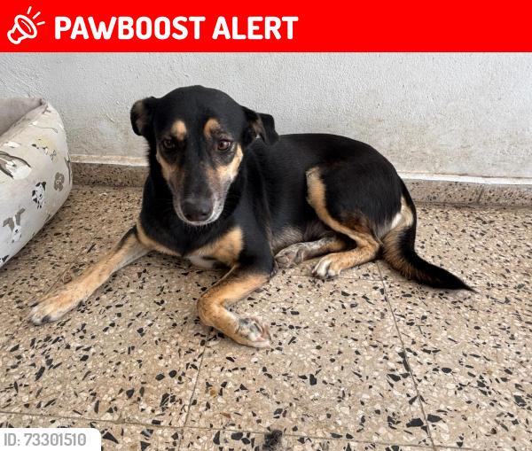 Lost Female Dog last seen Urb. Tomás Carrión Maduro, Juana Díaz, Juana Díaz, Juana Díaz 00795