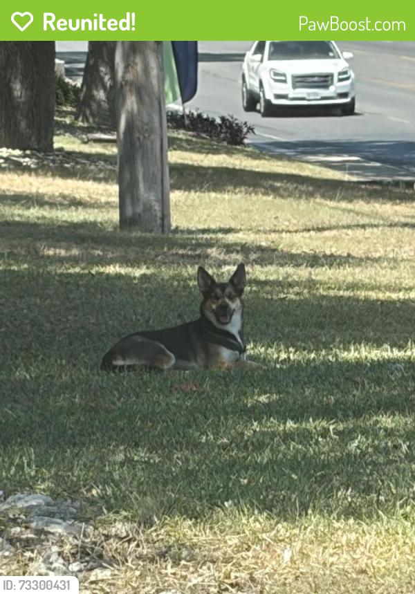 Reunited Unknown Dog last seen Near Huebner Creek, San Antonio, TX 78240