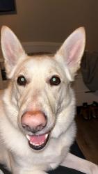 Reunited Male Dog last seen N. MacArthur & Britton Rd, Oklahoma City, OK 73132