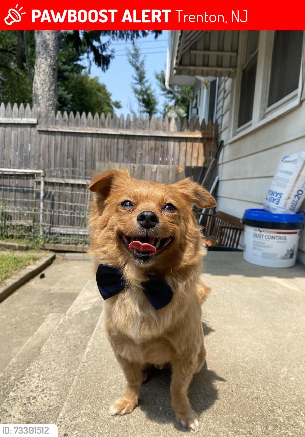 Lost Male Dog last seen Lalor Plaza, Trenton, NJ 08611