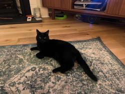 Reunited Female Cat last seen Wernbrook Street, Greater London, England SE18 7RX