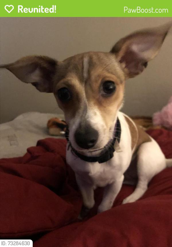 Reunited Female Dog last seen Sooner Rd. Northern Hills Rd, Norman, OK 73071