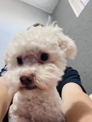 Reunited Male Dog last seen Target in Azusa, Azusa, CA 91702