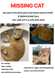 Lost Female Cat last seen lewis park, deane street, Fayetteville, AR 72703
