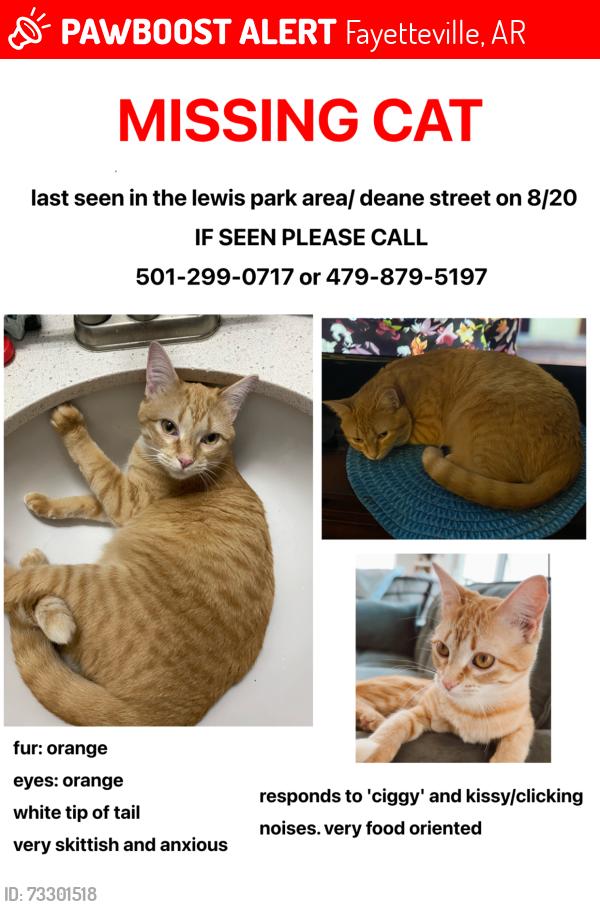 Lost Female Cat last seen lewis park, deane street, Fayetteville, AR 72703