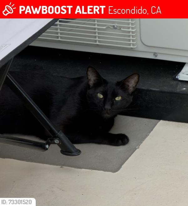 Lost Male Cat last seen Juniper st, Escondido, CA 92025