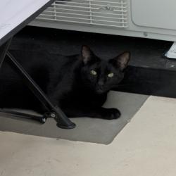 Lost Male Cat last seen Juniper st, Escondido, CA 92025