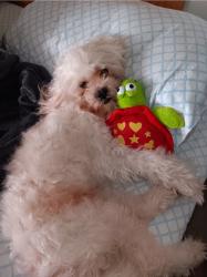 Reunited Male Dog last seen Floresta dr, San Jose, CA 95148