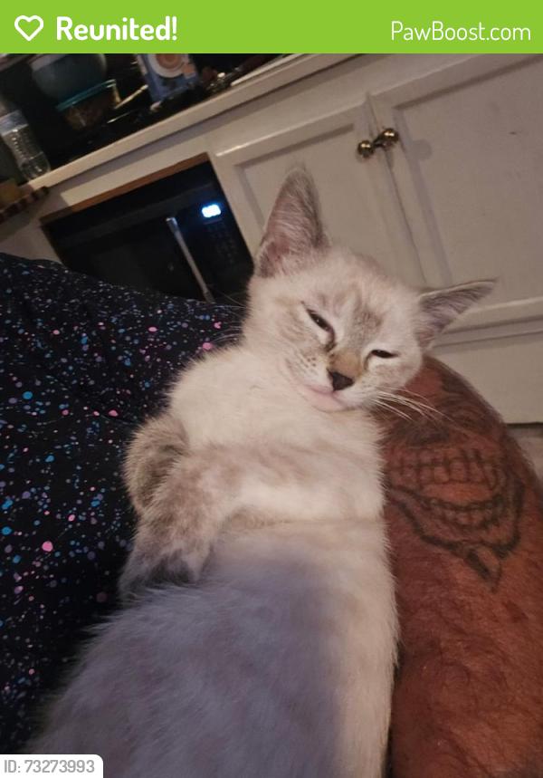 Reunited Female Cat last seen Holiday travel park, Virginia Beach, VA 23451