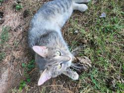 Found/Stray Unknown Cat last seen Island Ford recreation area., Dunwoody, GA 30350