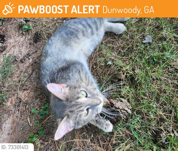 Found/Stray Unknown Cat last seen Island Ford recreation area., Dunwoody, GA 30350
