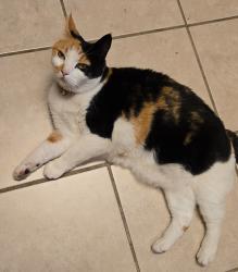 Reunited Female Cat last seen 15th Ave at Inverness, Vancouver, BC V5T 2S8