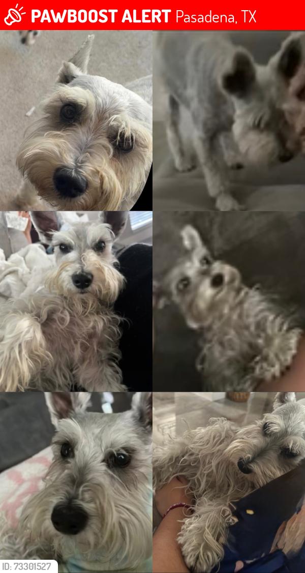 Lost Female Dog last seen Fox hollow ln, houston tx, Pasadena, TX 77506