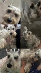 Lost Female Dog last seen Fox hollow ln, houston tx, Pasadena, TX 77506