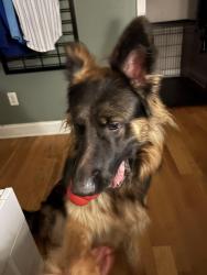 Reunited Male Dog last seen Near murphy hill rd, Weaverville, NC 28787