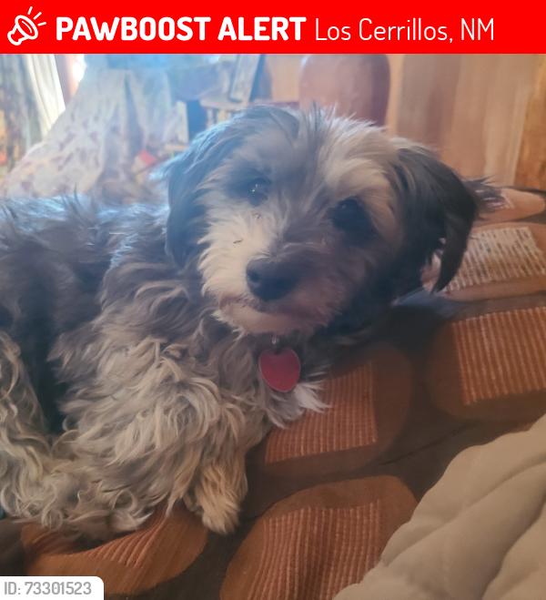 Lost Female Dog last seen Vicksville and Calle de meagan, Tucson, AZ 87010
