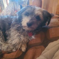 Lost Female Dog last seen Vicksville and Calle de meagan, Tucson, AZ 87010
