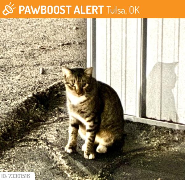 Found/Stray Unknown Cat last seen Admiral/Garnett, Tulsa, OK 74116