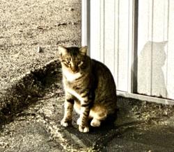 Found/Stray Unknown Cat last seen Admiral/Garnett, Tulsa, OK 74116