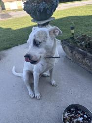 Found/Stray Female Dog last seen Field St. & Polk St., Thomasville, NC 27360