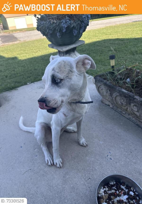 Found/Stray Female Dog last seen Field St. & Polk St., Thomasville, NC 27360