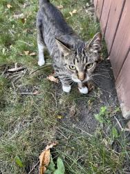 Found/Stray Female Cat last seen Campeau and De L’église in St Norbert, Winnipeg, MB R3V 1K5